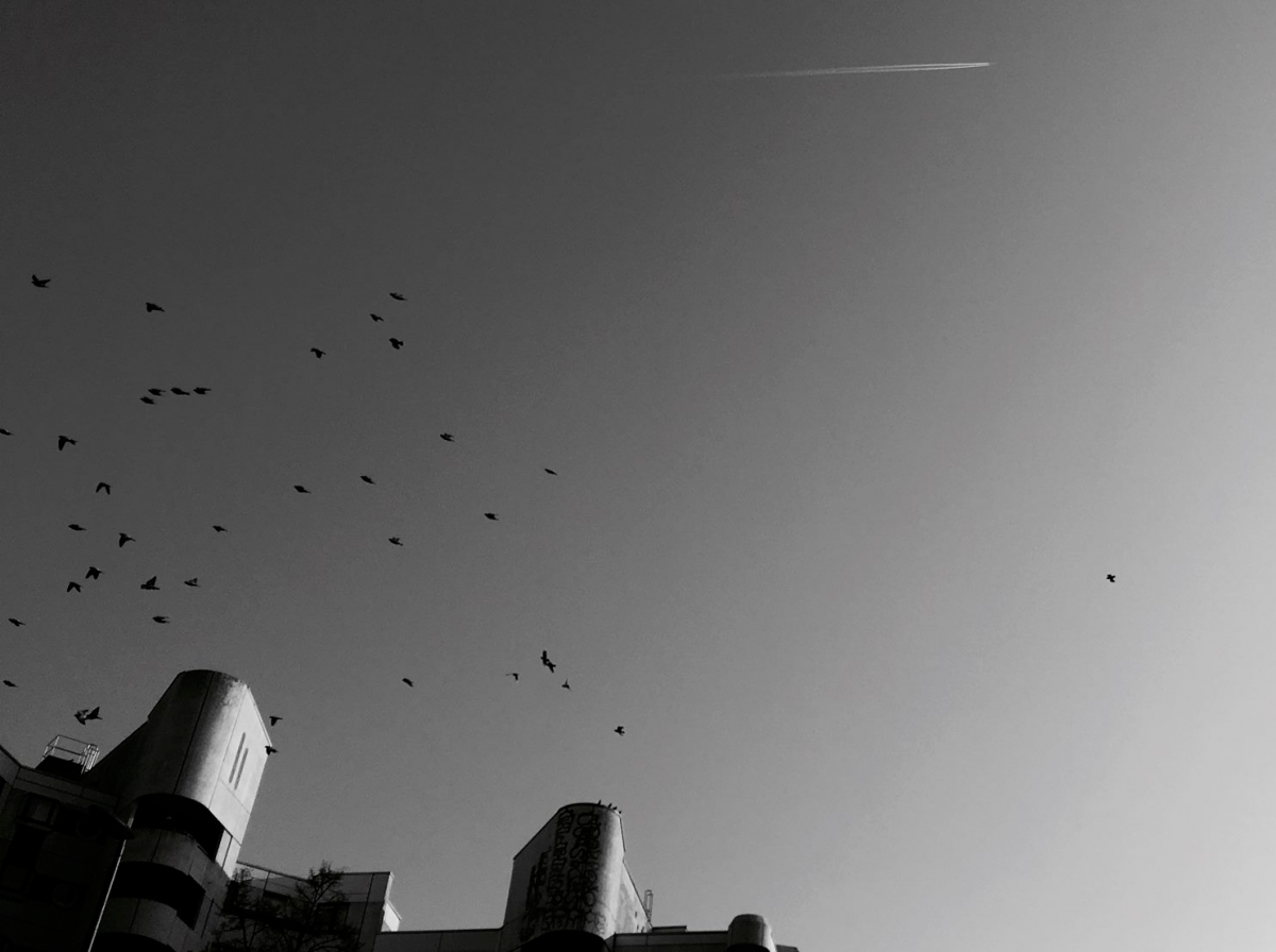 Dispersiones Sonoras, proyecto de música que utiliza el canto de las aves busca abrirse paso en la escena local