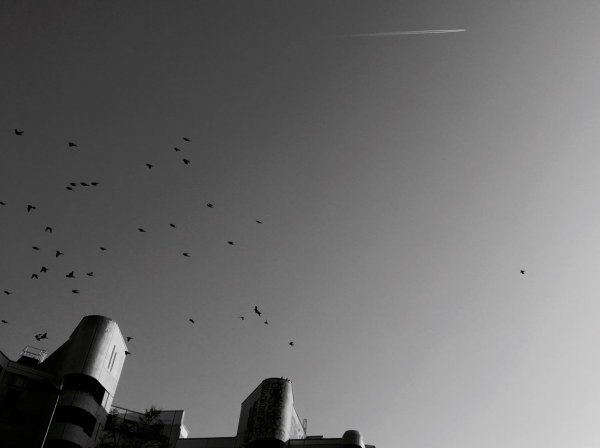 Dispersiones Sonoras, proyecto de música que utiliza el canto de las aves busca abrirse paso en la escena local